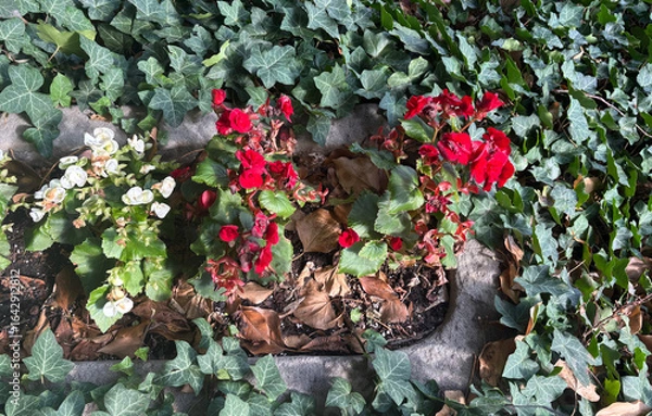 Obraz Red and white begonia in a flower bed bg