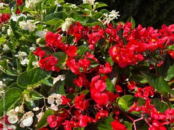 Obraz Red and white begonia in a flower bed bg