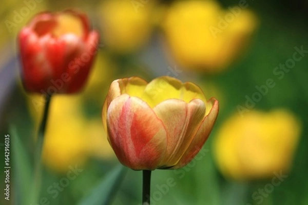 Fototapeta tulpen