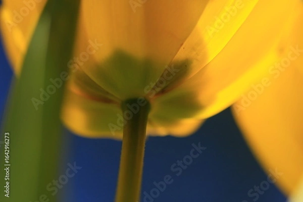 Fototapeta tulpen