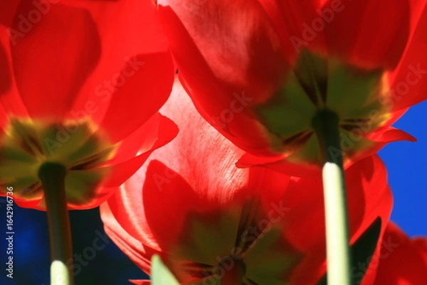 Fototapeta tulpen