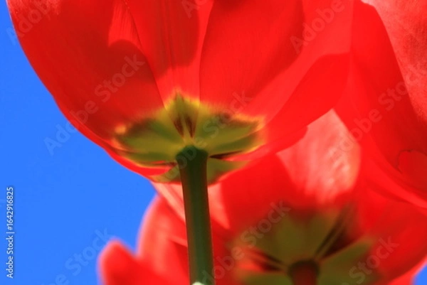 Fototapeta tulpen