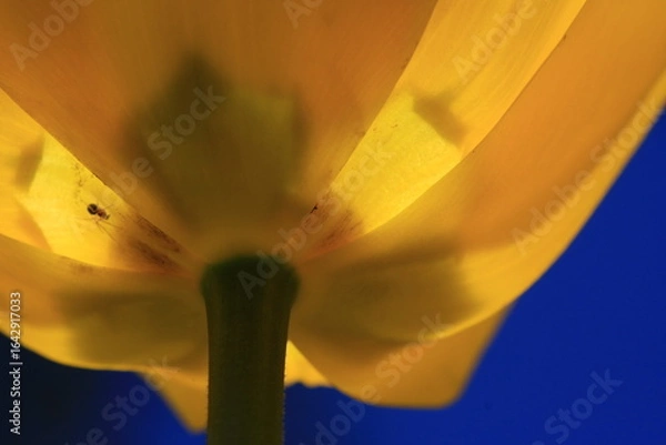 Fototapeta tulpen