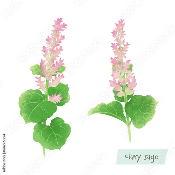 Obraz クラリーセージの水彩イラスト
