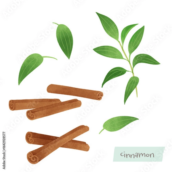 Obraz シナモンの水彩イラスト
