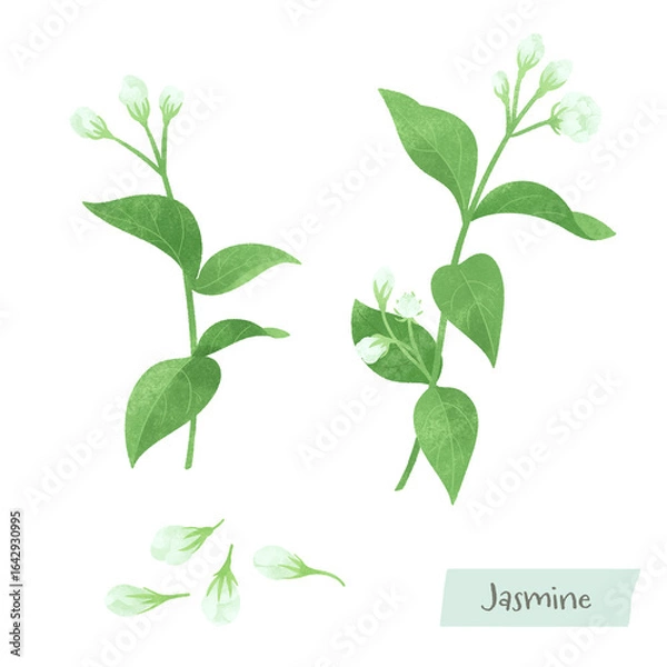 Obraz ジャスミンのつぼみの水彩イラスト
