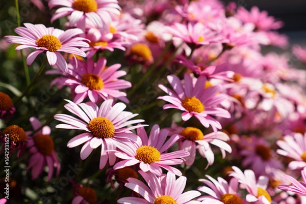 Obraz ピンク色のマーガレットの花