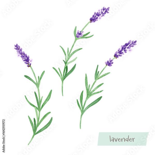 Obraz ラベンダーの水彩イラスト
