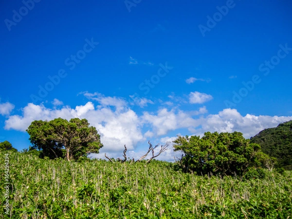 Fototapeta 西伊豆スカイラインの遊歩道からの風景