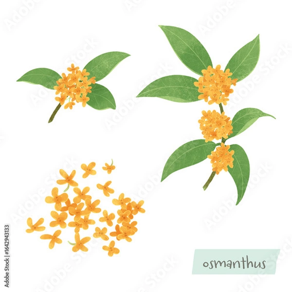 Obraz キンモクセイの樹木と花のイラスト
