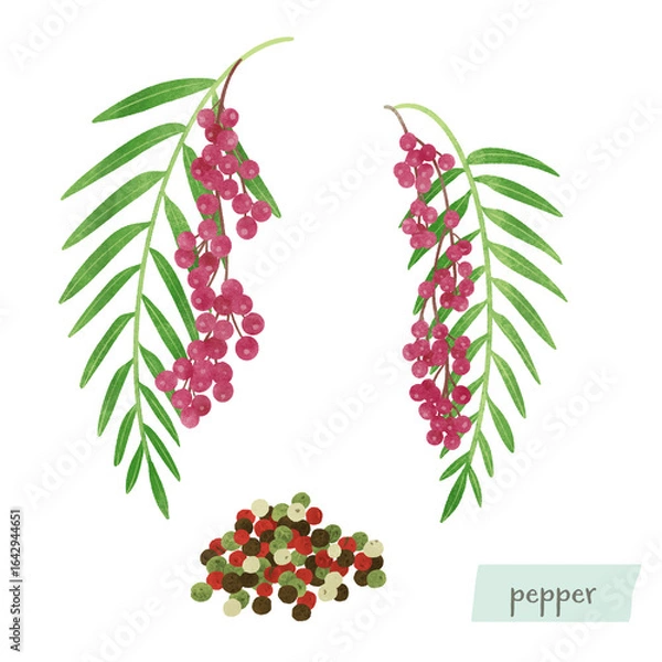 Obraz 胡椒の木と実の水彩イラスト