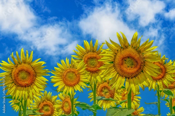 Obraz ヒマワリの花（Sunflower）