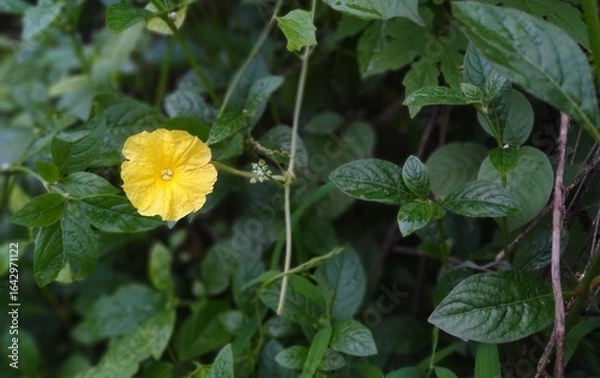 Fototapeta Yellow flower surrounded by dense green leaves, photographed in soft natural light. A vivid botanical image ideal for nature and gardening concepts.