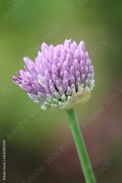Fototapeta allium