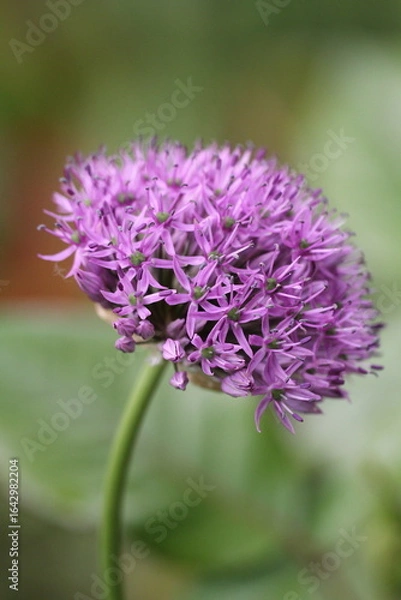 Fototapeta allium