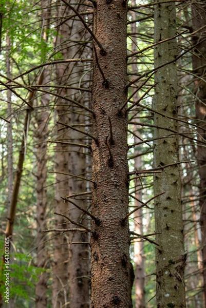 Fototapeta woods and forests in Europe, tall trees in the mountains