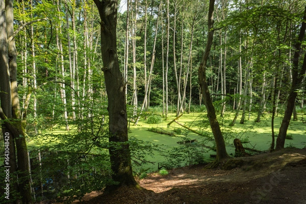 Obraz Idyllic Briese valley with its enchanting forests and views of the river Briese – hiking around Birkenwerder