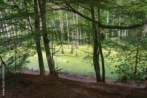 Obraz Idyllic Briese valley with its enchanting forests and views of the river Briese – hiking around Birkenwerder
