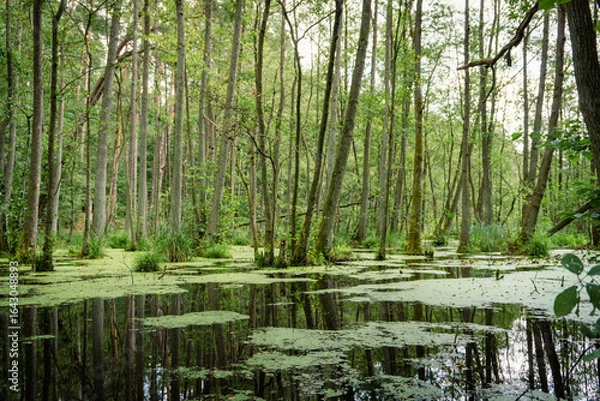 Obraz Idyllic Briese valley with its enchanting forests and views of the river Briese – hiking around Birkenwerder