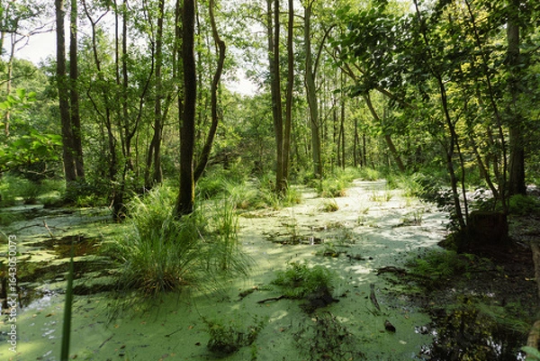 Obraz Idyllic Briese valley with its enchanting forests and views of the river Briese – hiking around Birkenwerder