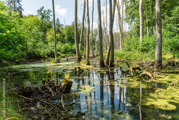 Obraz Idyllic Briese valley with its enchanting forests and views of the river Briese – hiking around Birkenwerder
