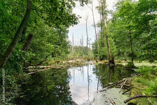 Obraz Idyllic Briese valley with its enchanting forests and views of the river Briese – hiking around Birkenwerder