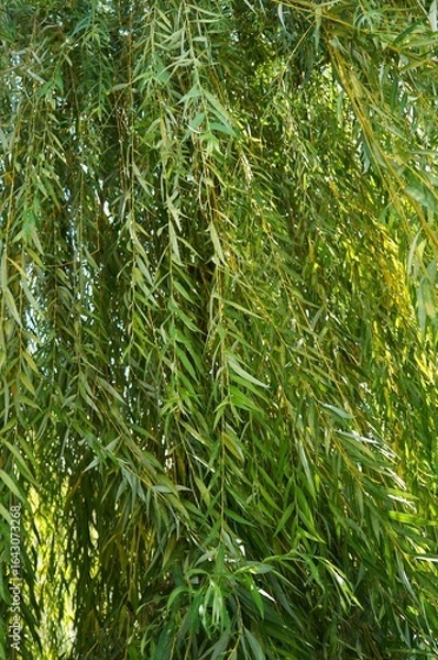 Fototapeta green willow branches