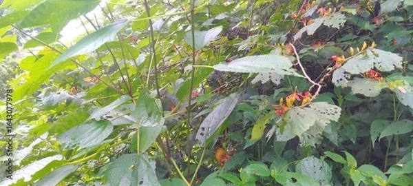 Fototapeta Lush green jungle vegetation with red and yellow wildflowers growing in natural light. The image captures the beauty of untamed plant life in a dense forest environment.