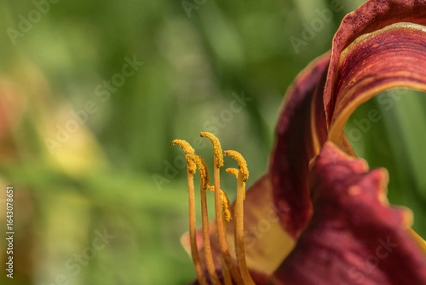 Obraz IRIS - Garden with blooming flower
