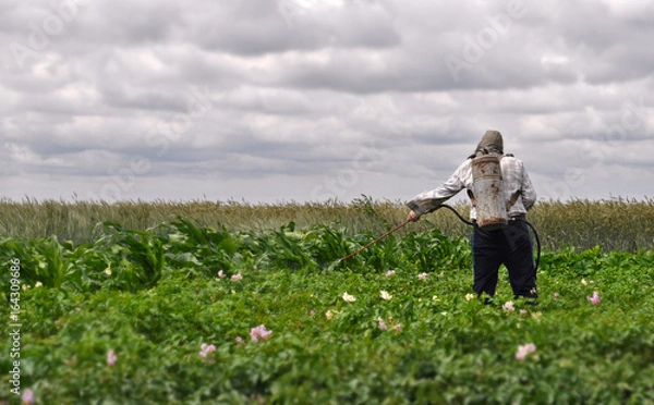 Fototapeta Мужчина опрыскивает картофель химикатами от вредных насекомых