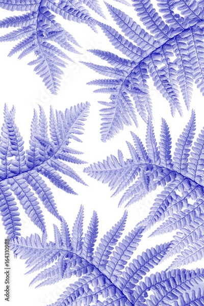 Fototapeta Exotic plants background