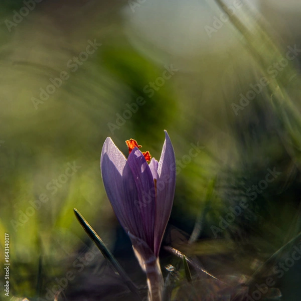 Fototapeta Crocus purple flower in the woods. Strong bokeh and the sunlight create strange forms in the background.