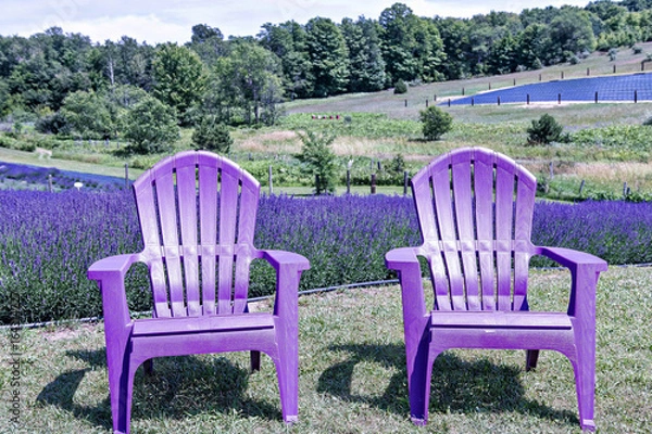 Obraz Lavender Farm