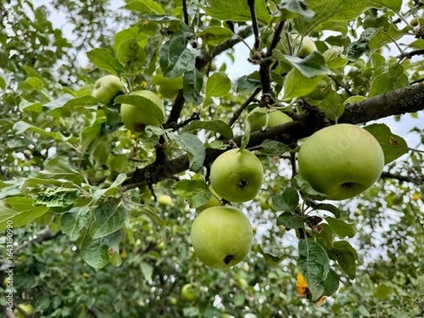 Fototapeta apples on tree