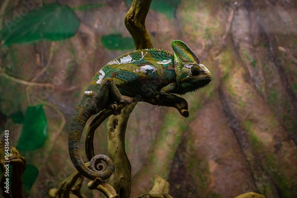 Fototapeta Nice chameleon reptile on branch sitting with color background camouflage