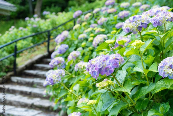 Obraz 紫のあじさいと階段がある公園