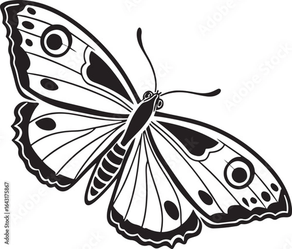 Fototapeta Black and white butterfly with eye spot wing patterns