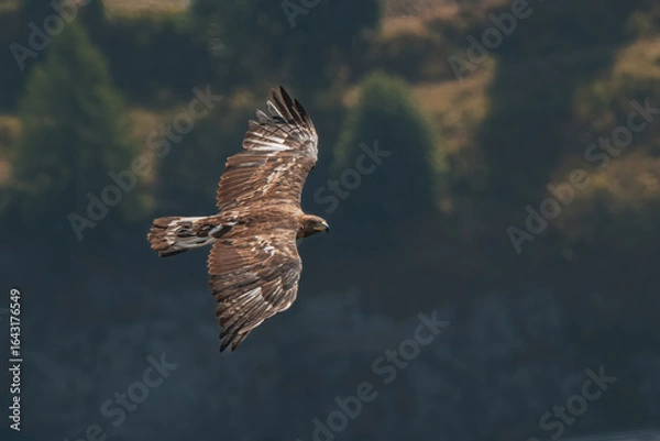 Fototapeta The beauty of the flight of the queen of the skies, the golden eagle, as it glides gently below the camera's vantage point on a sunny morning in the Italian Alps. A wild animal in its natural habitat.