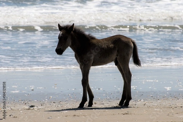 Obraz Wild horses walking along the beach in Corolla, North Carolina