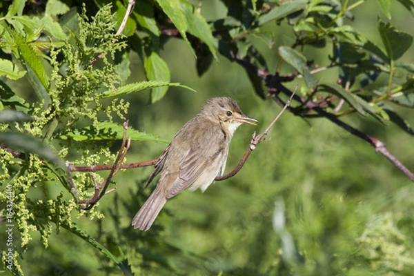 Obraz Blyth's reed warbler sitting on branch of tree. Cute little songbird. Bird in wildlife.