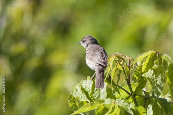 Fototapeta Blyth's reed warbler sitting on branch of tree. Cute little songbird. Bird in wildlife.