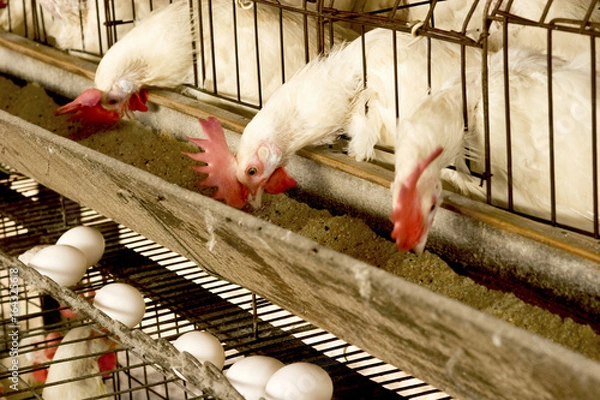 Obraz GRANJA DE POSTURA