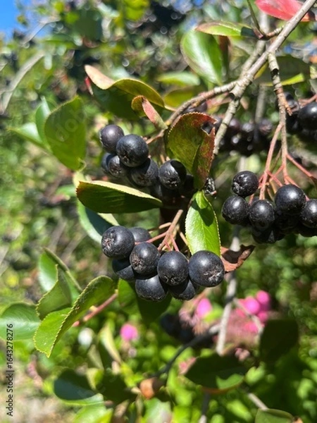 Fototapeta owoc aronii