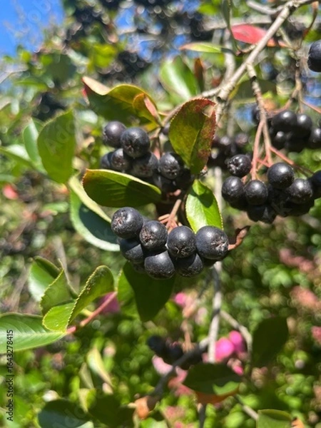 Fototapeta owoc aronii