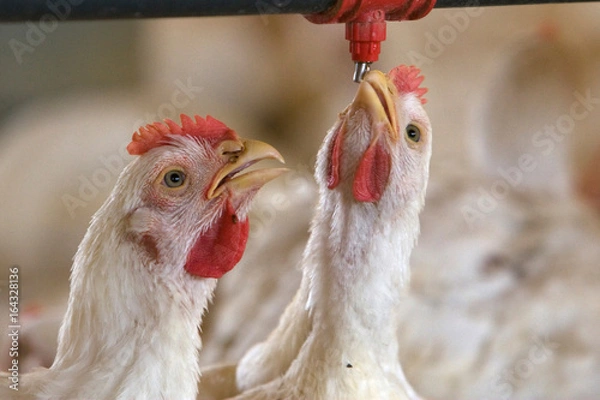 Obraz GRANJA DE AVES