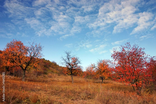 Fototapeta autumn colors