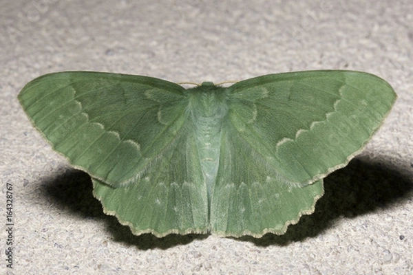 Fototapeta Large Emerald Moth Close Up