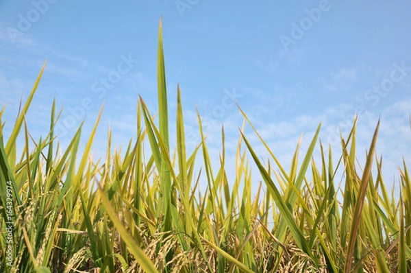 Obraz green grass and blue sky