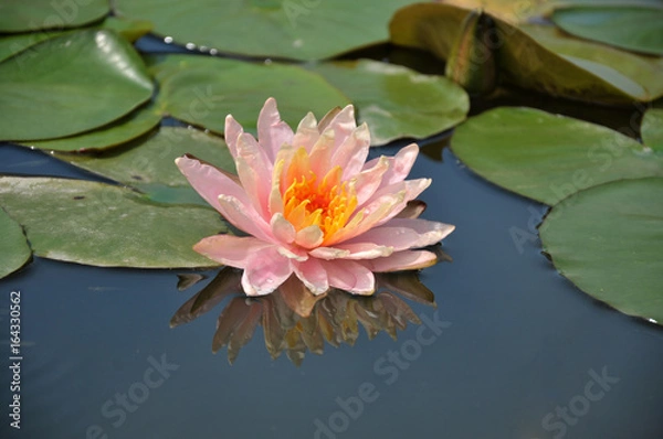 Obraz pink water lilly
