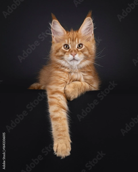 Fototapeta Impressive red Maine Coon cat kitten, laying down facing front. Looking to camera like e little lion. Isolated on black background.
